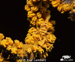 SHRIMP ON WHIP CORAL. Perfect mimetism by Eric Lambert 